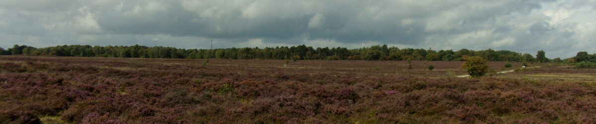 Heide